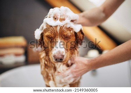 Dog taking bath at home. Bathing of Nova Scotia Duck Tolling Retriever.
