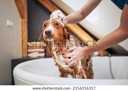 Dog taking bath at home. Bathing of Nova Scotia Duck Tolling Retriever.
