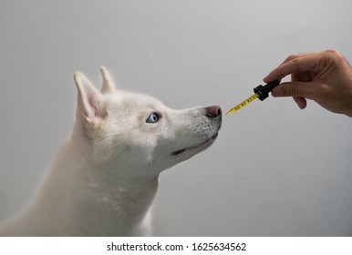 Dog Taking CBD Hemp Oil Tincture 