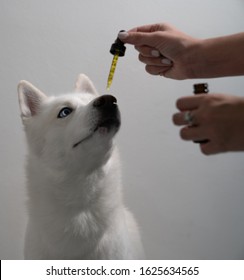 Dog Taking CBD Hemp Oil Tincture 