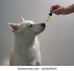 Dog Taking CBD Hemp Oil Tincture 