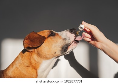 Dog taking essential oil from dropper. Nutritional supplements, calming products, cbd or thd oils for pets