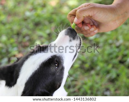 Dog taking a greenbean by hand 