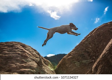 Dog taking leap of faith