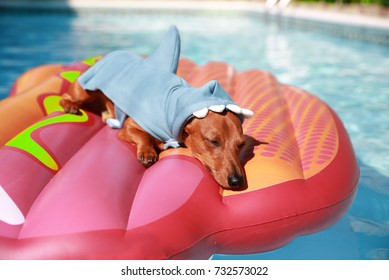 dog shark floaty