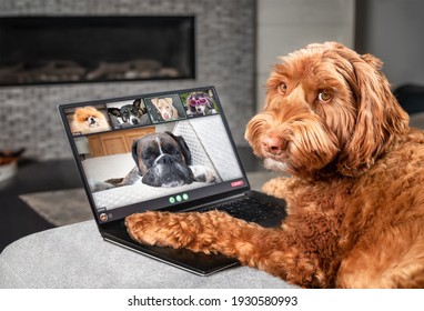 Dog talking to dog friends in video conference. Group of dogs having an online meeting in video call using a laptop. Labradoodle, Boxer, Poodle and Pomeranian chatting online. Pets using a computer.