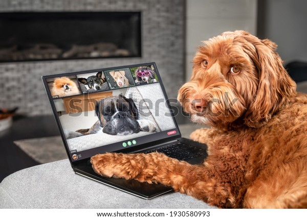 Dog talking to dog friends in video conference.\
Group of dogs having an online meeting in video call using a\
laptop. Labradoodle, Boxer, Poodle and Pomeranian chatting online.\
Pets using a computer.
