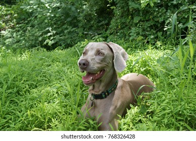 Dog In Tall Grass 