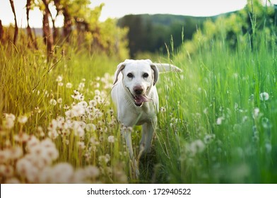 dog in tall grass with dandelions