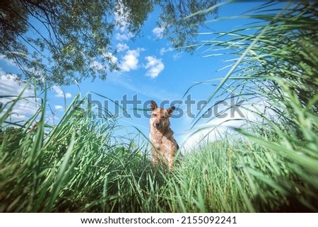 The dog in the tall grass looks curious. Portrait of a young dog hiding in lush green grass. Sunny summer day on the meadow. The dog sits outdoors in the grass. Amazing funny animals.