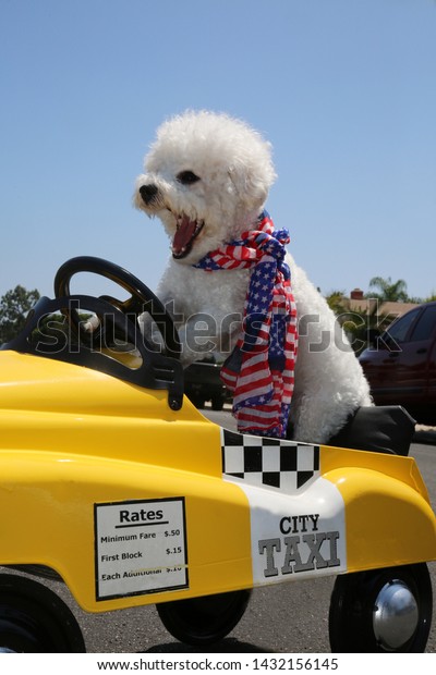 Dog in Taxi Pedal Car.
A Bichon Frise dog drives her yellow Taxi Pedal Car. Driving Dog.
Dog  car ride. 