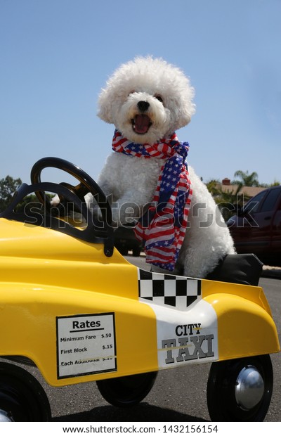 Dog in Taxi Pedal Car.\
A Bichon Frise dog drives her yellow Taxi Pedal Car. Driving Dog.\
Dog  car ride. 