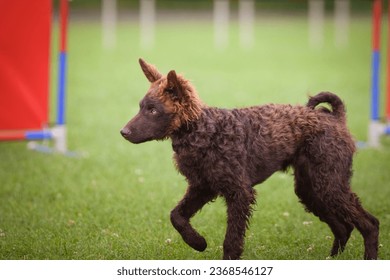Dog is teaching new things on training. playing outside in the grass. He is so crazy dog on trip.
 - Shutterstock ID 2368546127