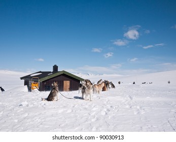 Dog team resting in front of a cottage at easter in the norwegian mountains