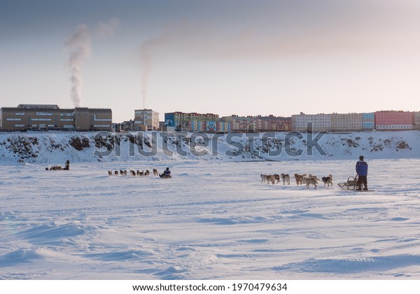 Dog teams ride on the ice of the Anadyr estuary.
Mushers drive dog sleds. Traditional transport of the peoples of
the Arctic. Dog sled race. Northern town of Anadyr. Chukotka,
Siberia, Far East Russia