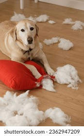 Dog tearing stuffing out of a pillow