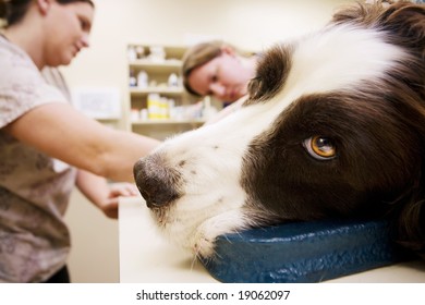 Dog And Technicians At A Veterinary Clinic