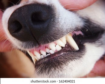 Dog Teeth 26