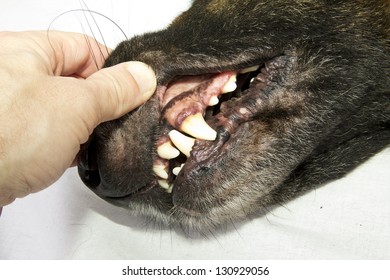 Dog Teeth