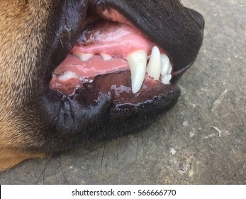 Dog Teeth