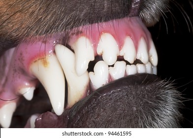 Dog Teeth