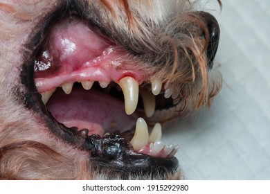 dog teeth after scaling, dental calculus removed