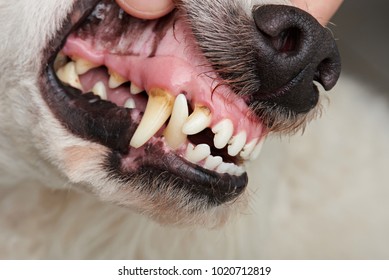 Dog teeth with cavities close-up. Checking dog teeth