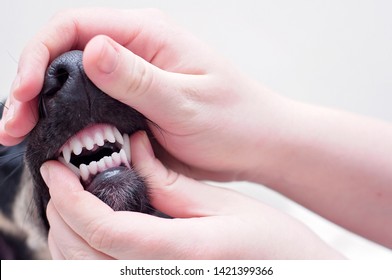 A dog teeth check at the vet. A dental health check and clean teeth of a puppy, holding a mouth of a little black saluki
