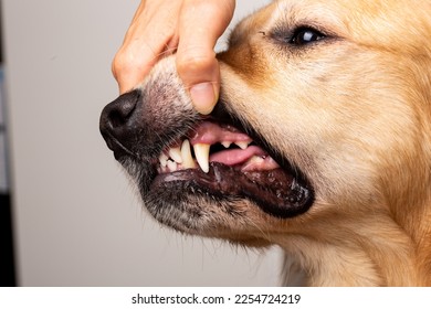 Dog teeth cleaning with dental tool. Vet. Golden Retriever. - Shutterstock ID 2254724219