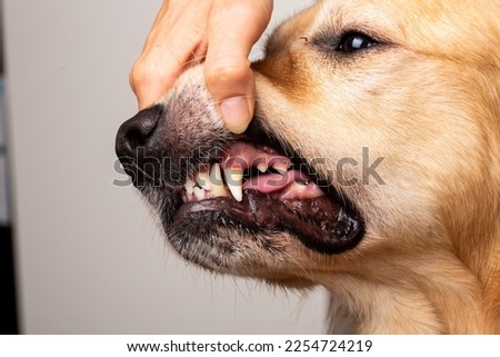 Dog teeth cleaning with dental tool. Vet. Golden Retriever.