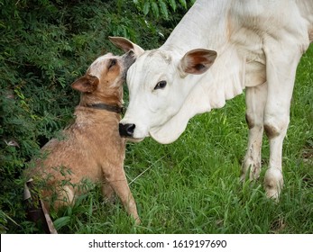 A Dog Telling A Little Secret To A Cow.