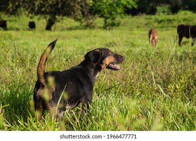 Dog Tending Cows In A Farm