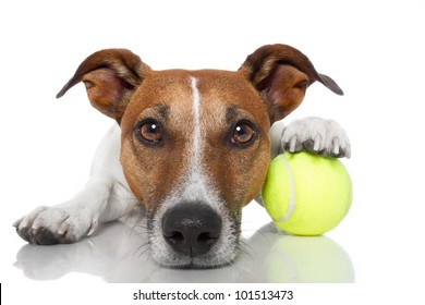 Dog With Tennis Ball