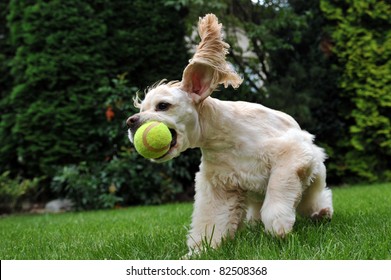 Dog With Tennis Ball