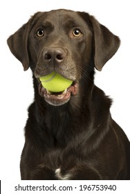 Dog With Tennis Ball Isolated On White Background.