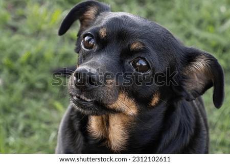 Similar – Look of a happy dog.