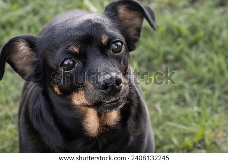 Similar – Look of a happy dog.