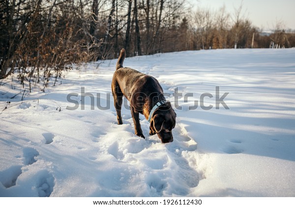 A dog that is\
covered in snow a Labrador