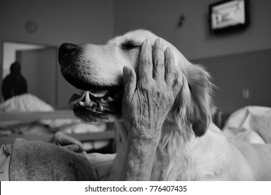 Dog Therapy In Hospital