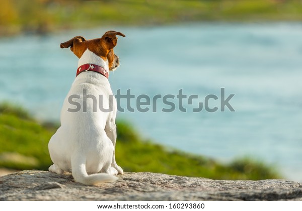 dog thinking and
watching about the future