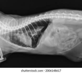 Dog Thorax Lungs Heart X Ray: foto stock (editar agora) 2006148617