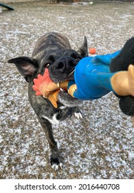 Dog With Three Legs Playing And Tugging Squeaky Toy With Human, Canine Enrichment 