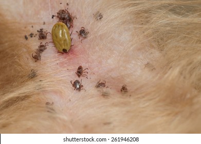 Dog Tick   Bloodsucking Insect