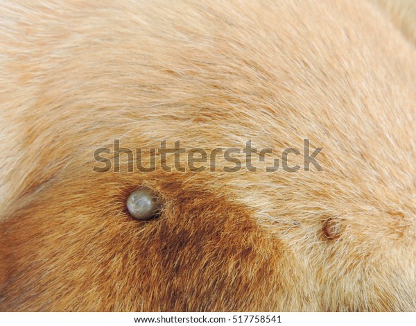 Dog Tick Bloodsucking Insect On Skin Stock Photo 517758541 | Shutterstock