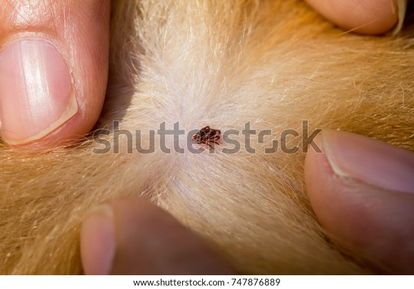 Dog tick on dog\
skin As a carrier to the\
dog.