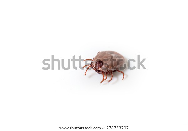 Dog Tick on a skin under fur Sucking the blood
of dogs and insect spreading pathogens. Clean your pet dogs and
cats Concept.