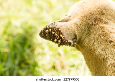 Dog Ticks On Dog Ear.