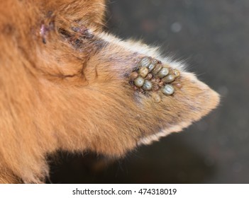 Dog Tick Stock Images, Royalty-Free Images & Vectors | Shutterstock