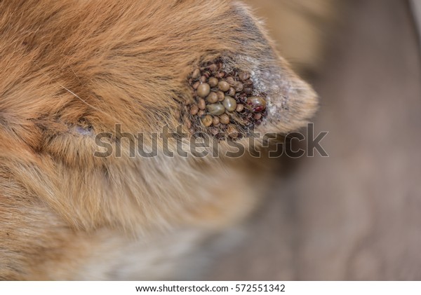 Dog Ticks On Dog Ear Stock Photo Edit Now 572551342,Argentinian Food