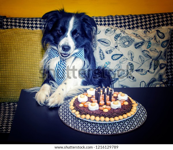 Dog Tie Birthday Cake He Black Stock Photo Edit Now 1216129789